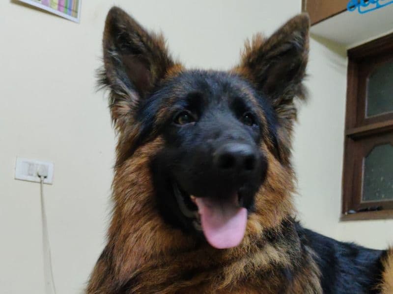 German Shepherd 1 year 6 months old male large named Luffa for breeding in Meerut Division, Uttar Pradesh | Petmeetly