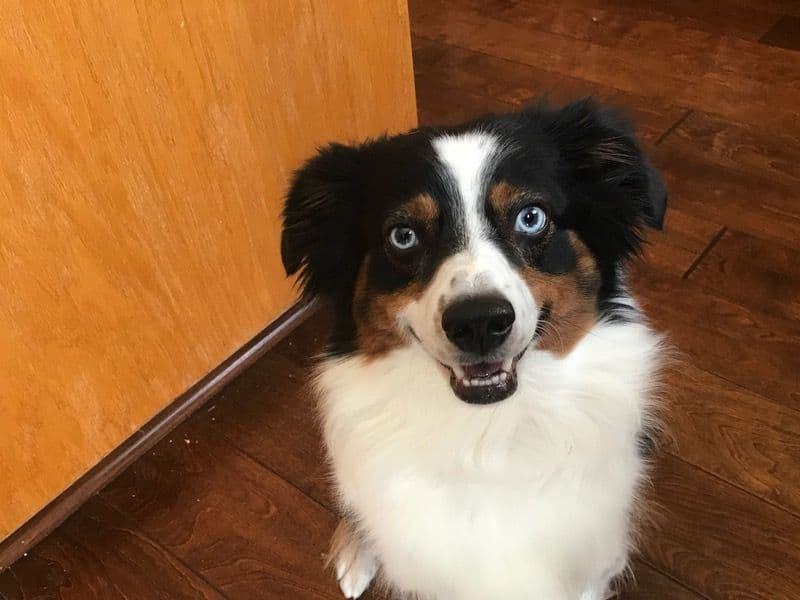 Luna primary photo
