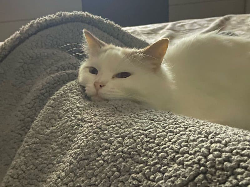 Ragdoll 6 years 8 months old male named Sky for breeding in Metropolitan City of Milan, Lombardy | Petmeetly