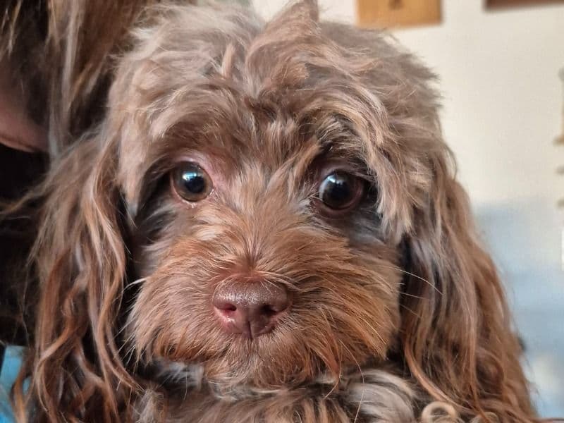 ShihPoo 4 years 1 month old female small named Rosie for breeding in Lexington County, South Carolina | Petmeetly