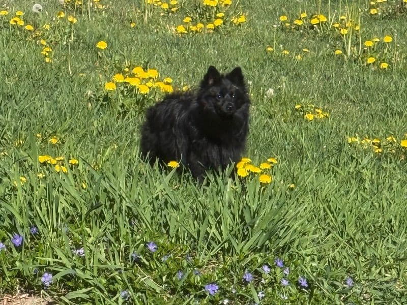 Pomeranian 1 year 1 month old female small named Luna for breeding in Twin Falls County, Idaho | Petmeetly
