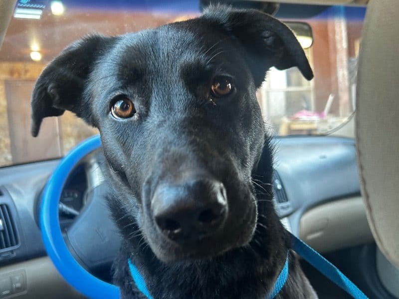 Labrador Retriever 6 months old female large named Astrid for adoption in Cleveland County, Oklahoma | Petmeetly