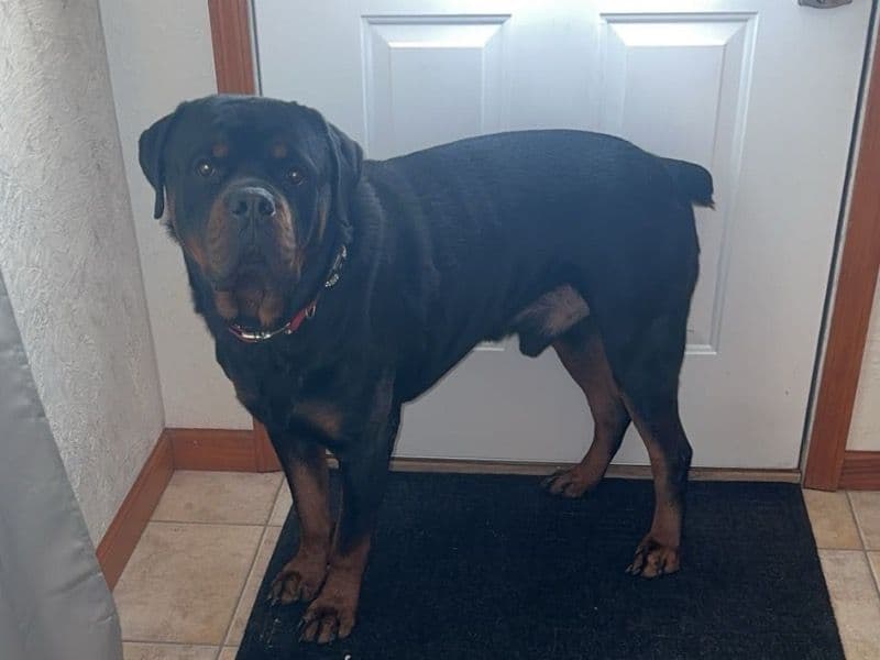 Rottweiler 4 years 4 months old male extra large named Bubba for breeding in St. Joseph County, Michigan | Petmeetly