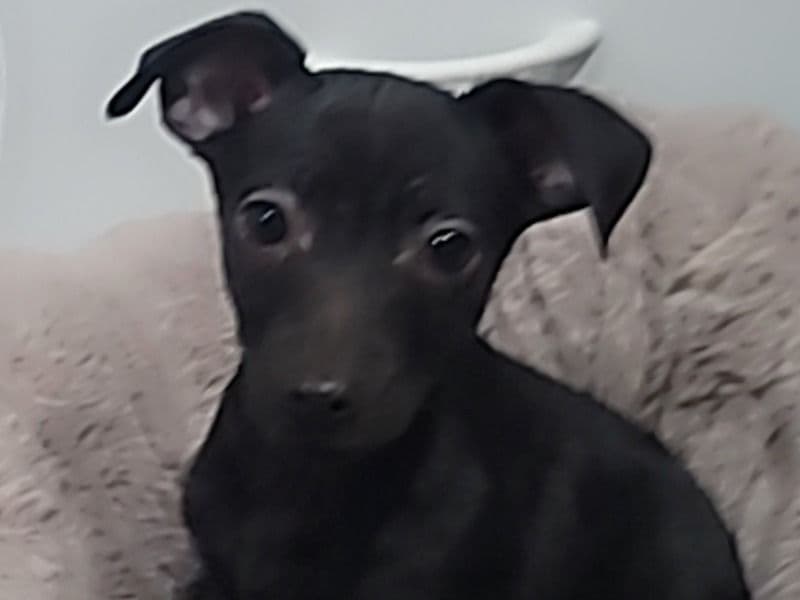 Chihuahua 2 months old male small named Puppy for sale in Hudson County, New Jersey | Petmeetly