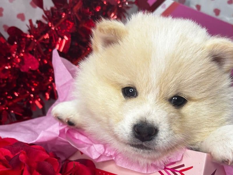 Shiba Inu 1 month old male small named Maca for sale in Grovetown, Georgia | Petmeetly