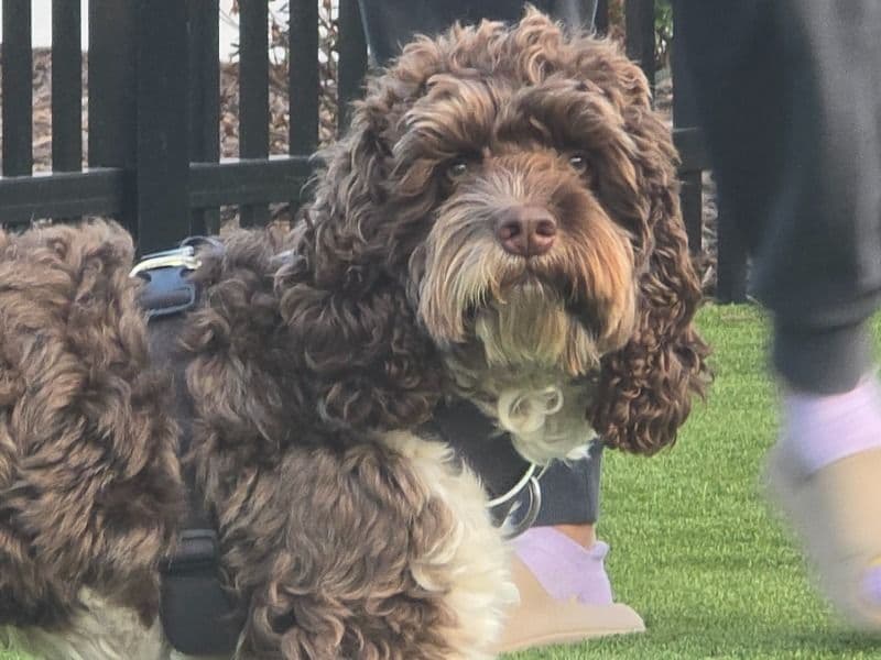 Cockapoo 3 years 4 months old male medium named Levi for breeding in Wake County, North Carolina | Petmeetly