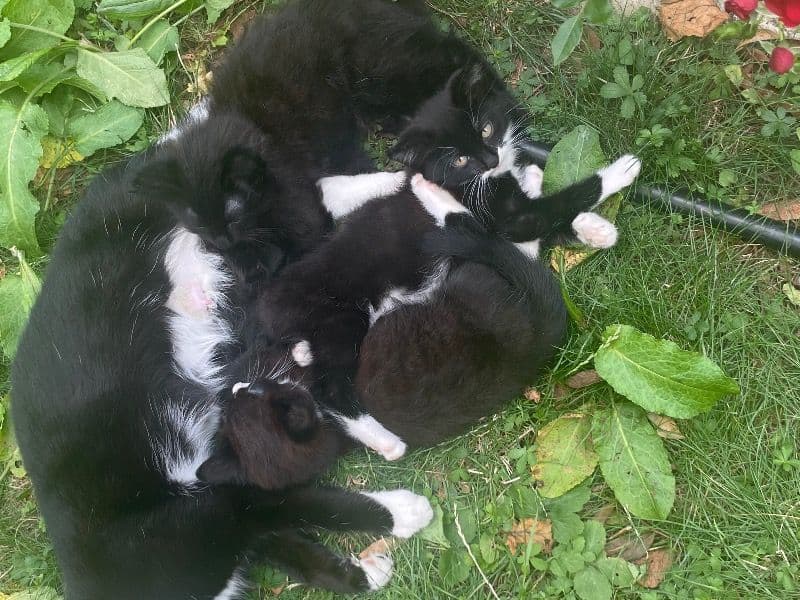 Tuxedo Cat 6 months old female named No Name Yet for adoption in Greater London, England | Petmeetly