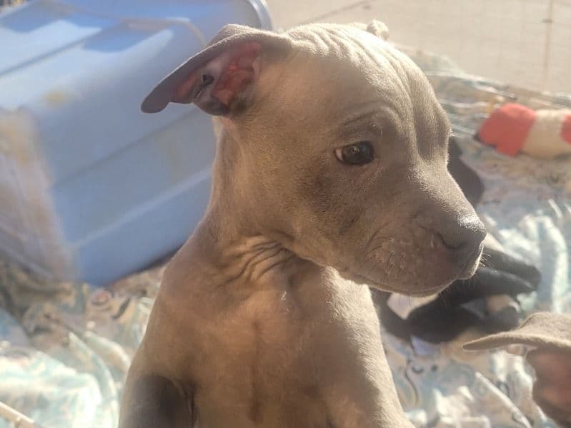 American PitBull Terrier 2 months old male medium named #3 for sale in Sacramento County, California | Petmeetly