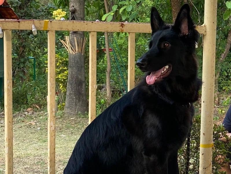 German Shepherd 1 year 8 months old female large named Kiki for breeding in Konkan Division, Maharashtra | Petmeetly