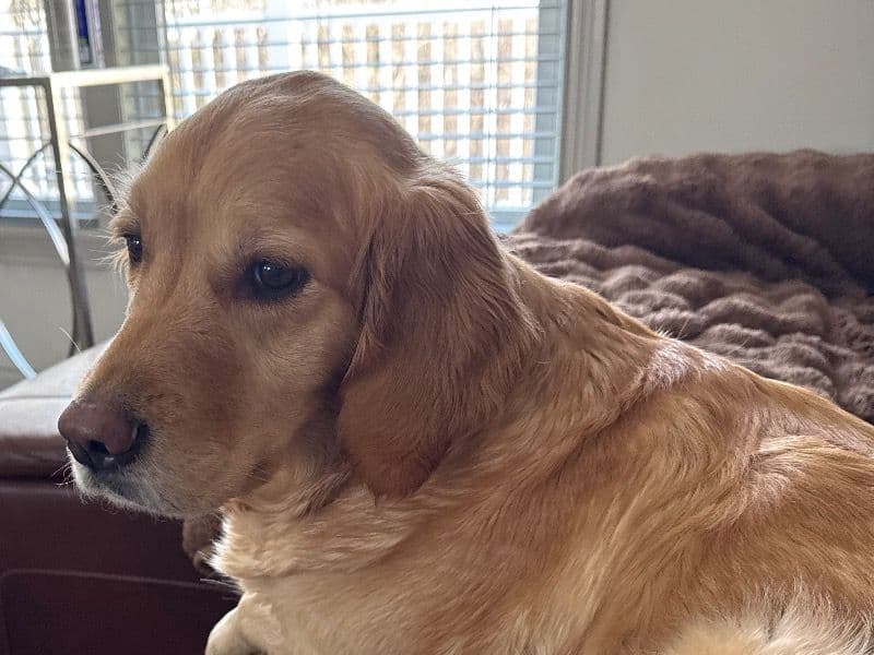 Golden Retriever 5 years old female medium named Resling for breeding in Edgeworth, Pennsylvania | Petmeetly
