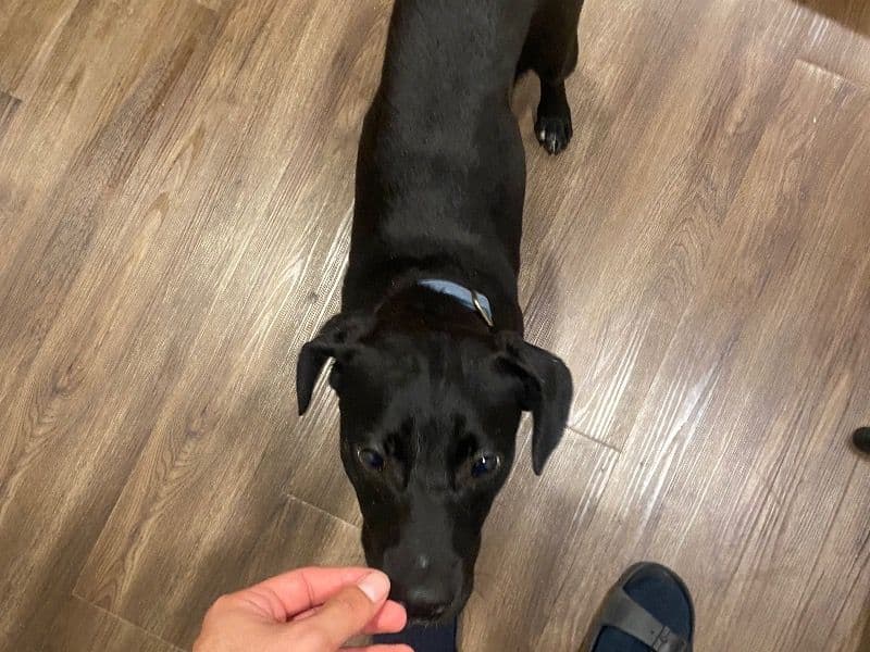 English Labrador Retriever 1 year 6 months old male medium named Max for adoption in Williamson County, Texas | Petmeetly