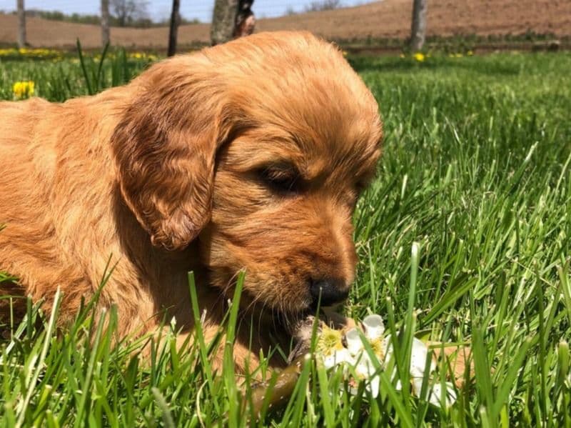 Golden Retriever 7 months old male large named Lava for sale in Hamilton, Ontario | Petmeetly