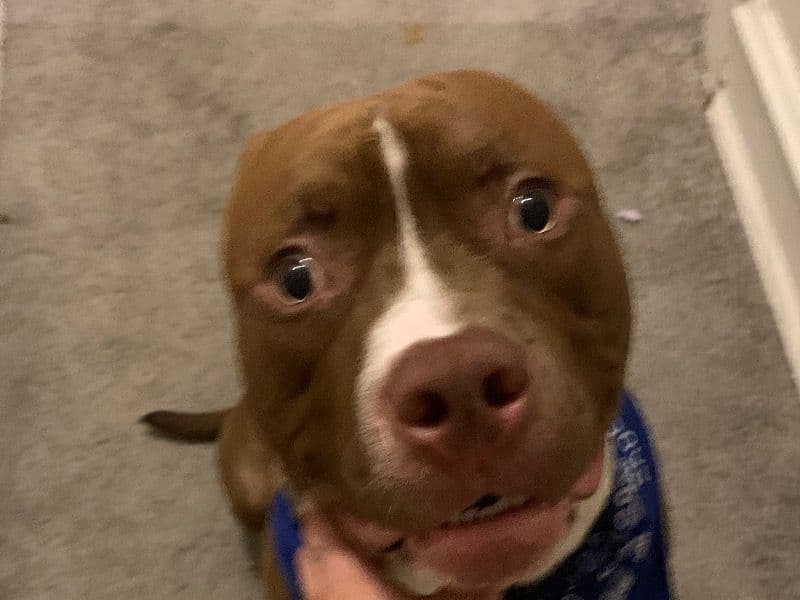 Pit Bull Terrier 1 year 7 months old male large named Chase for breeding in New Castle County, Delaware | Petmeetly