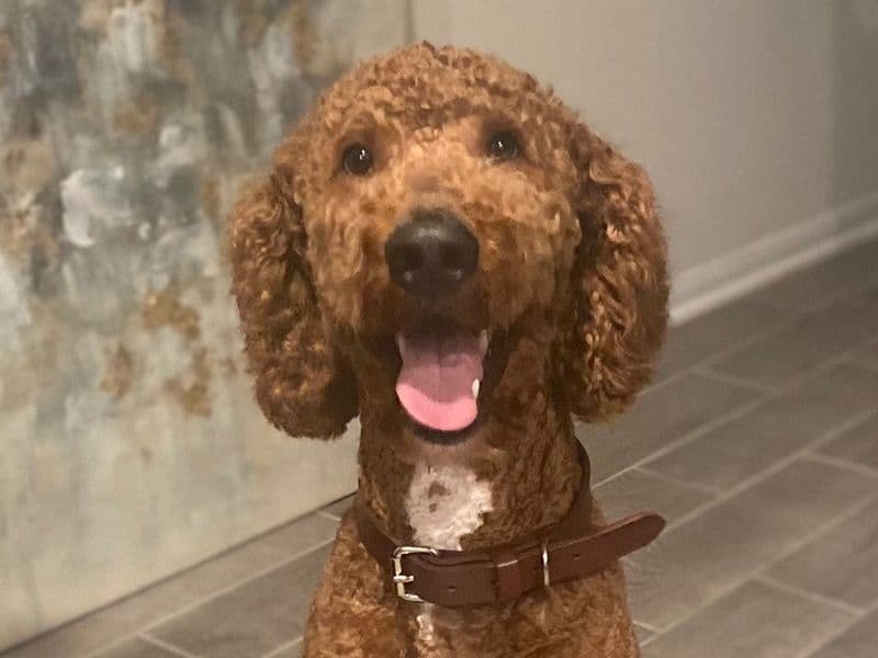 Goldendoodle 4 years 1 month old male large named Benji for breeding in Harris County, Texas | Petmeetly
