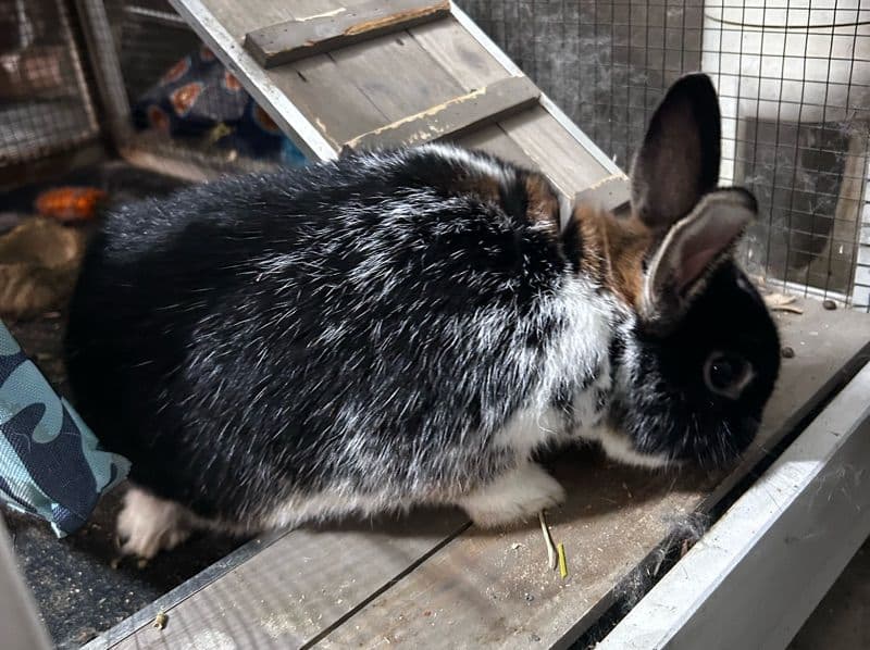 Mini Rex Less than 1 month old male named Thumper for sale in Kalkaska County, Michigan | Petmeetly