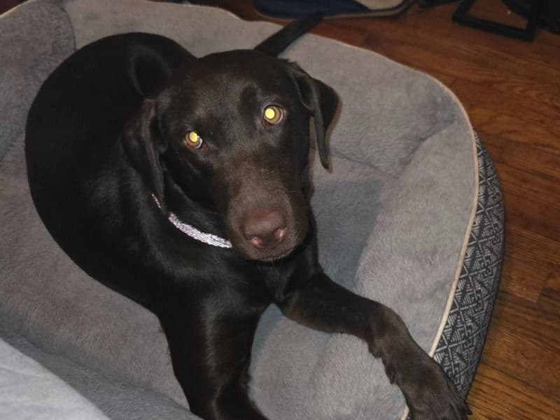 English Labrador Retriever 1 year 6 months old female large named Quean for breeding in Duval County, Florida | Petmeetly