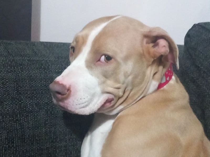 Rednose Pitbull Terrier 2 years 1 month old female medium named Cali for breeding in Tyne and Wear, England | Petmeetly