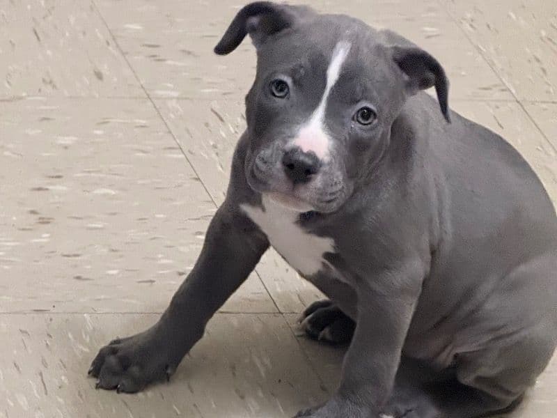 American PitBull Terrier 2 months old female small named Bluey for sale in Kings County, New York | Petmeetly