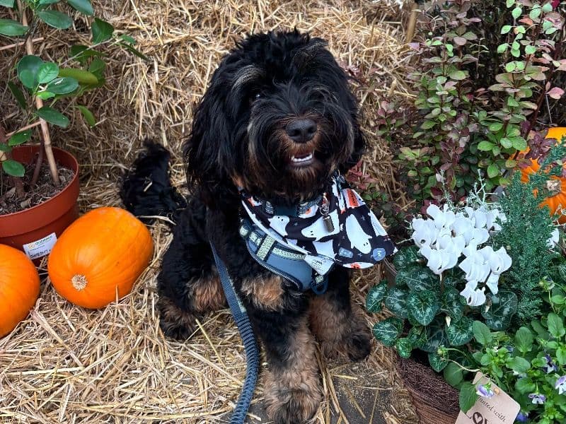 Cockapoo 1 year 3 months old male medium named Walter for breeding in Merseyside, England | Petmeetly