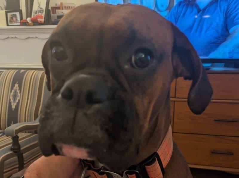 Delilah - Boxer | Petmeetly