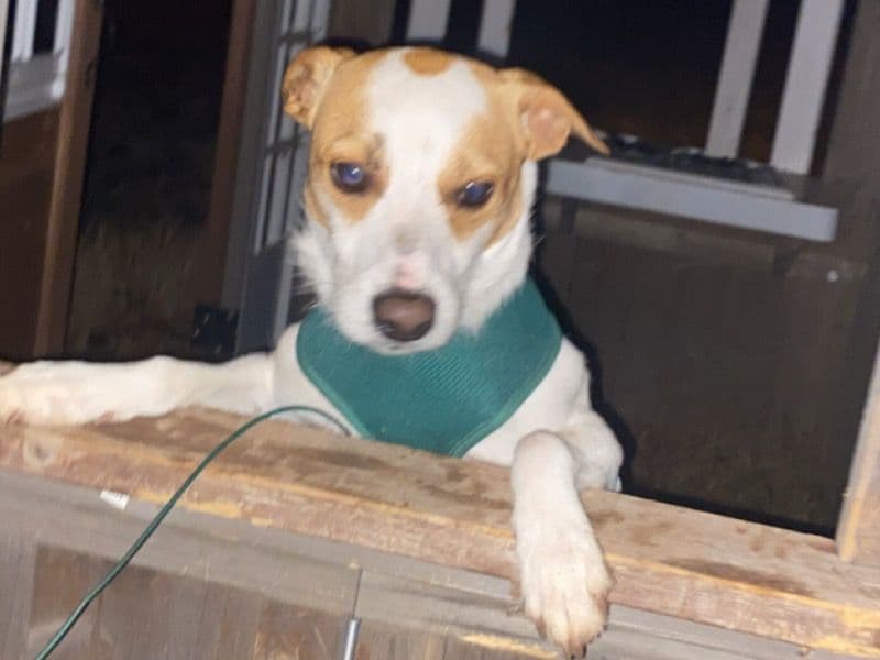 Skippy primary photo