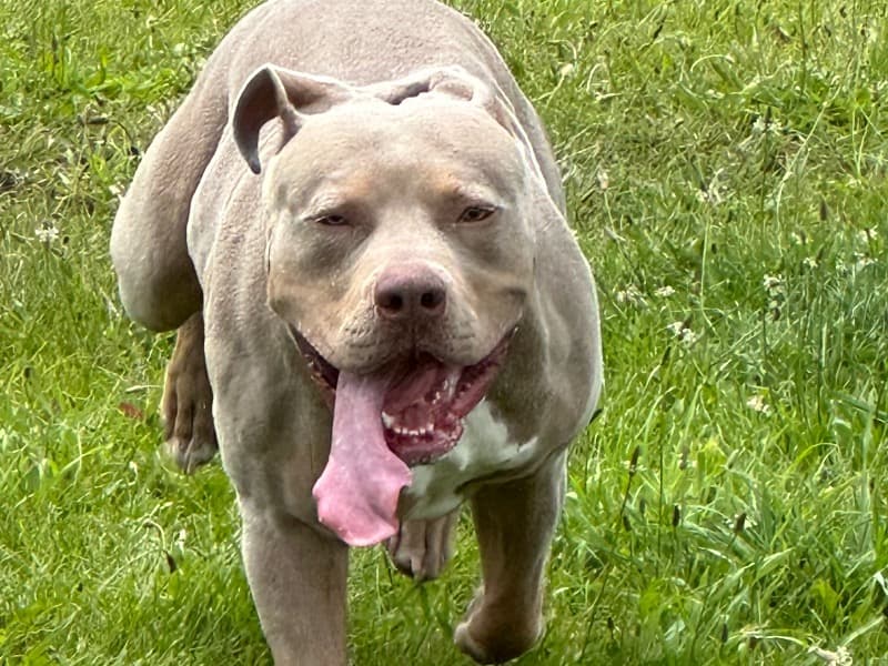 Bruno primary photo
