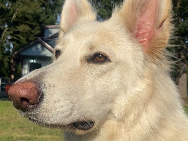 White German Shepherd 3 years 6 months old female large named Freya for breeding in Pierce County, Washington | Petmeetly