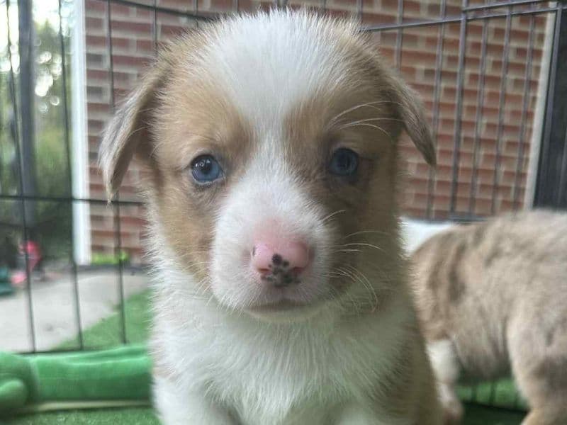 Corgi 4 months old male small named Jughead for breeding in Oconee County, South Carolina | Petmeetly