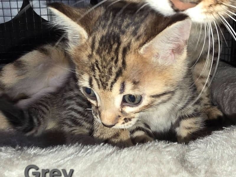Grey Collar - Bengal | Petmeetly