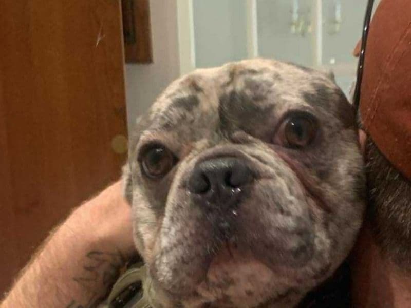 French Bulldog 3 years 4 months old male medium named Buddy for sale in Derbyshire, England | Petmeetly