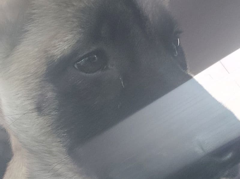 Black German Shepherd 6 months old male small named Bear for sale in Sacramento County, California | Petmeetly