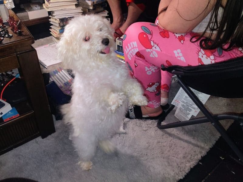 Maltipoo 4 months old female small named Faith for sale in Clark County, Nevada | Petmeetly