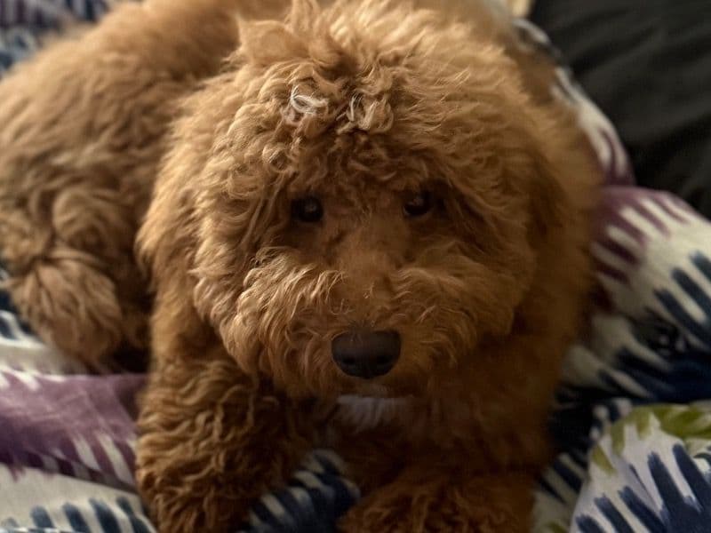 Mini Golden Doodle 9 months old male medium named Rain for sale in Flagler County, Florida | Petmeetly