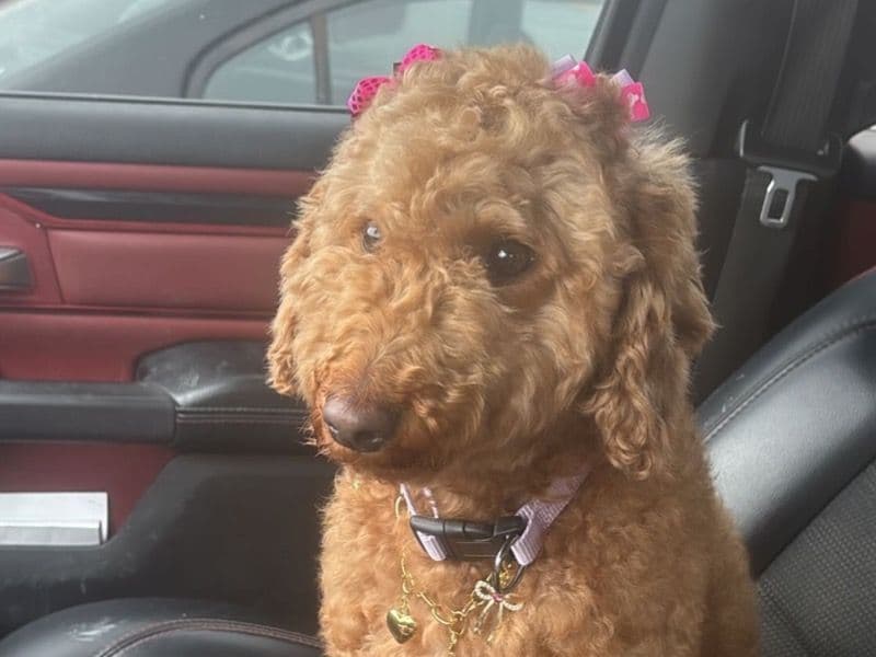 Goldendoodle 4 years old female medium named Mable for breeding in Hampden County, Massachusetts | Petmeetly