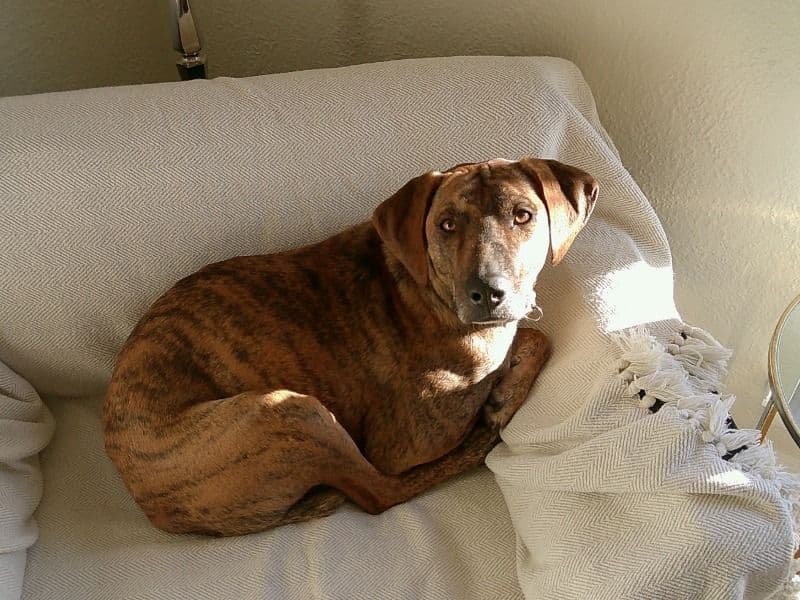 Plott Hound 2 years 4 months old male medium named Beau for adoption in Denver County, Colorado | Petmeetly