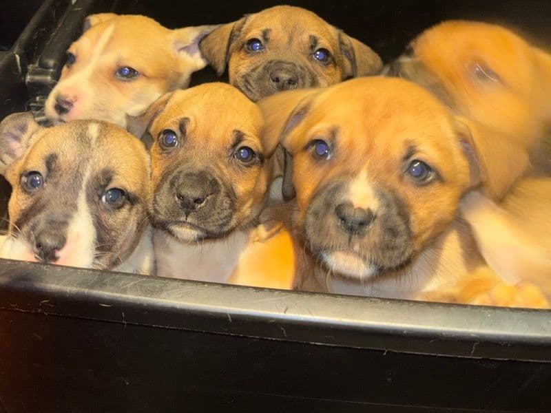 American Bully 2 months old female large named Cutie for sale in Hamilton, Ontario | Petmeetly