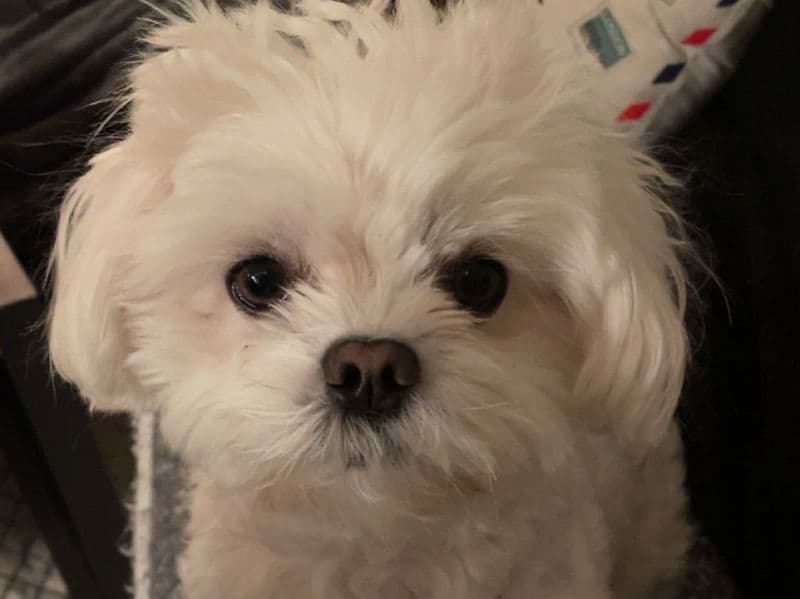 Cookie primary photo