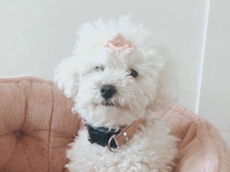 Maltipoo 5 years old female small named Cozy for breeding in Orange County, California | Petmeetly