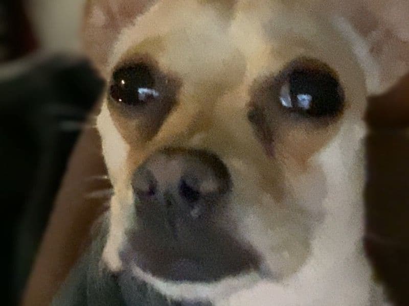 Chihuahua 2 years 2 months old female small named Spice for sale in Sacramento County, California | Petmeetly