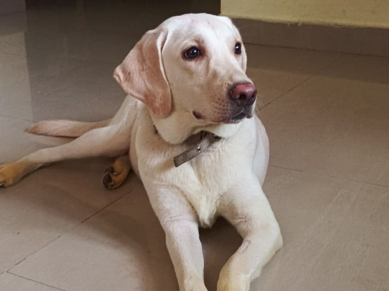 White Labrador Retriever 1 year 10 months old male medium named Kash for breeding in Chennai, Tamil Nadu | Petmeetly