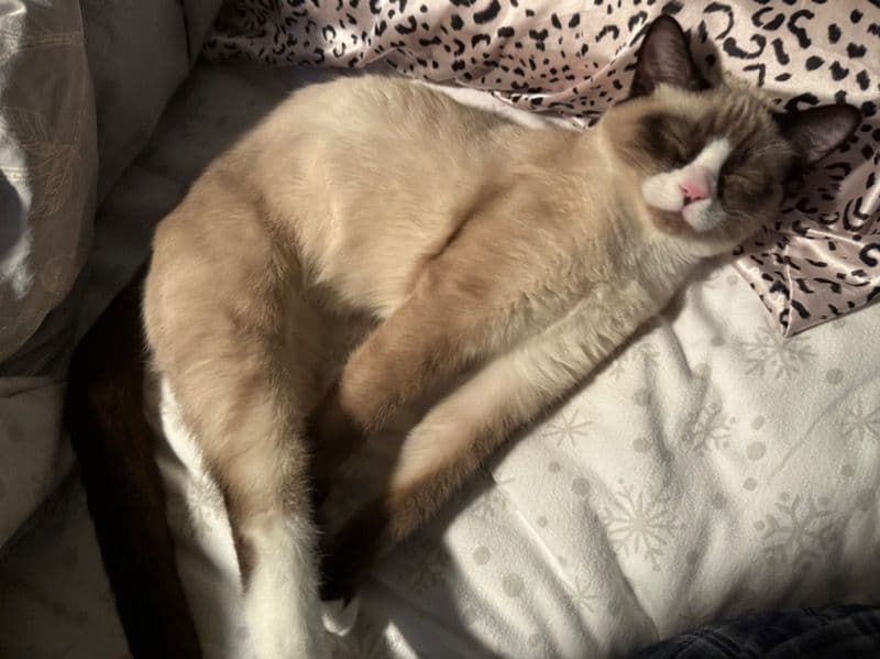 Luna primary photo