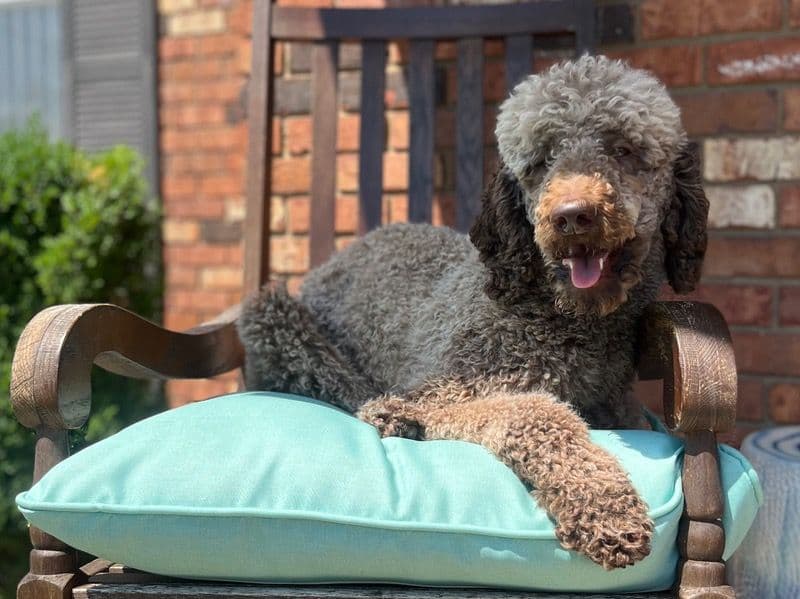 Standard Poodle 3 years 5 months old male medium named Apollo for breeding in Hamilton County, Ohio | Petmeetly