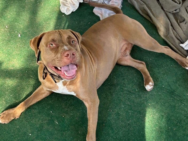 American PitBull Terrier 3 years old male large named Duke for adoption in Pasco County, Florida | Petmeetly