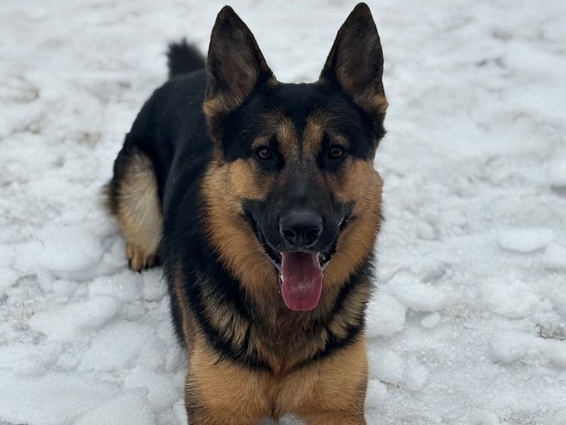 Loki primary photo