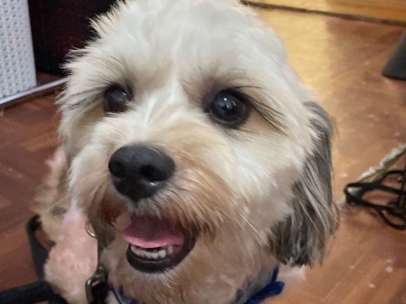 Maltese Shih Tzu 1 year 7 months old male medium named Chip for breeding in Essex County, New Jersey | Petmeetly