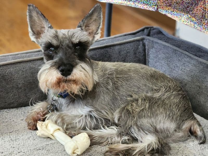 Miniature Schnauzer 10 years old male medium named Parker for breeding in St. Louis, Missouri | Petmeetly