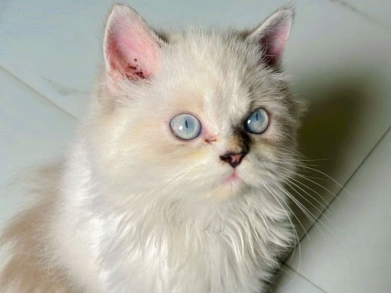 Ragdoll 1 year old male named Neo for breeding in Presidency Division, West Bengal | Petmeetly