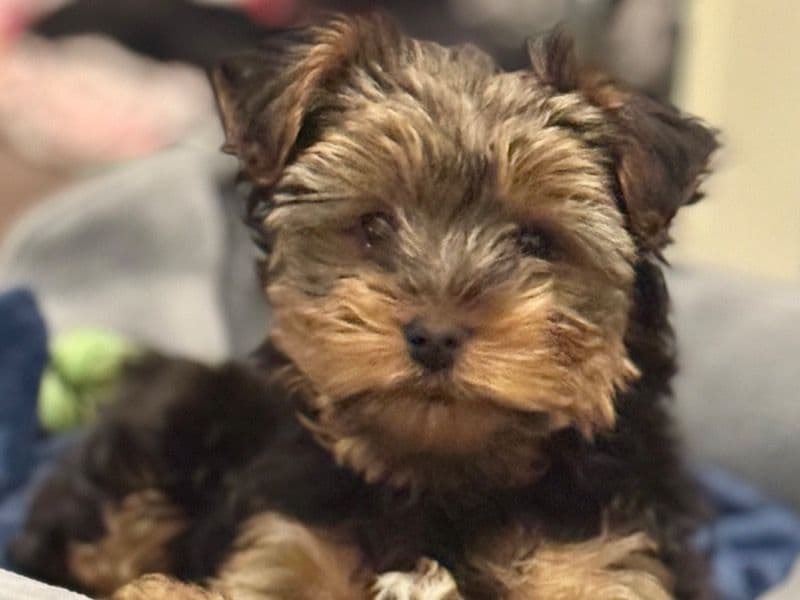 Arlo primary photo
