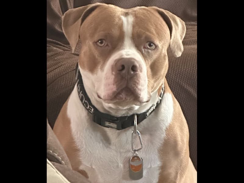 American Bully 6 years 1 month old male large named Draxx for breeding in Duval County, Florida | Petmeetly