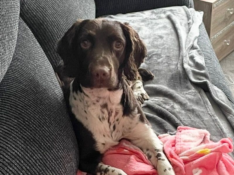 English Springer Spaniel 4 years 2 months old male medium named Keo for breeding in Southampton, England | Petmeetly